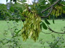 European ash - Weeping Ash
